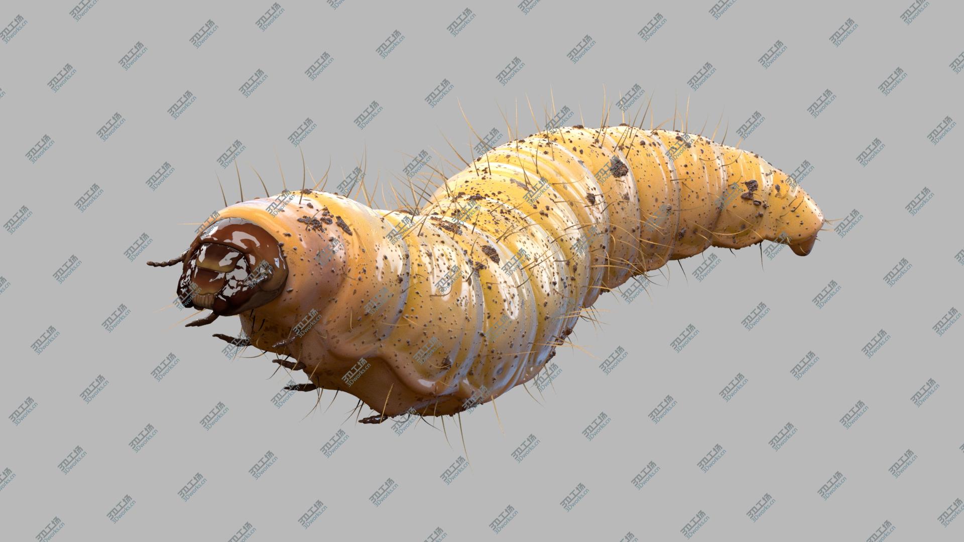 images/goods_img/2021040164/Maggot (Fur) (Rigged) 3D/2.jpg